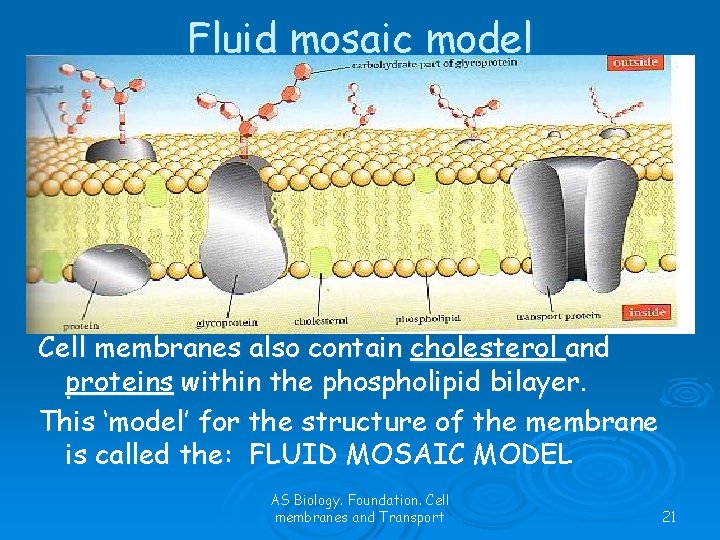 Fluid mosaic model Cell membranes also contain cholesterol and proteins within the phospholipid bilayer.