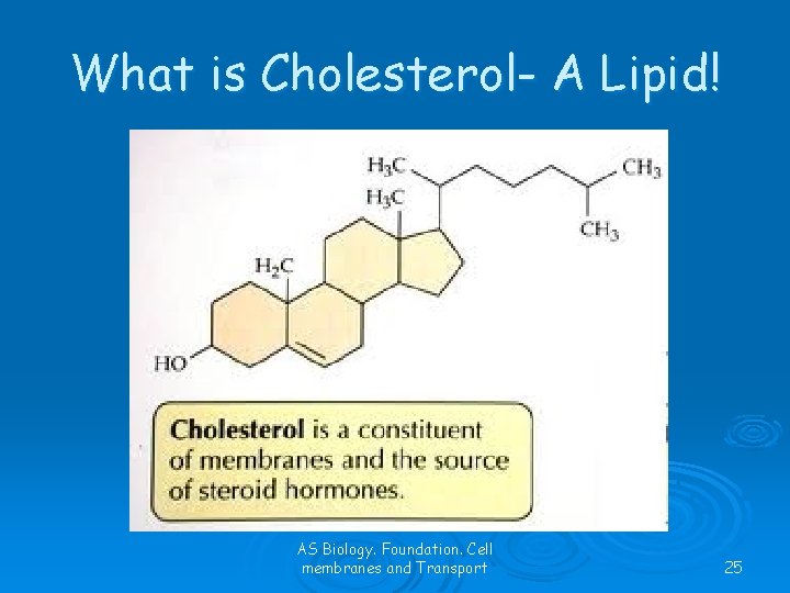 What is Cholesterol- A Lipid! AS Biology. Foundation. Cell membranes and Transport 25 