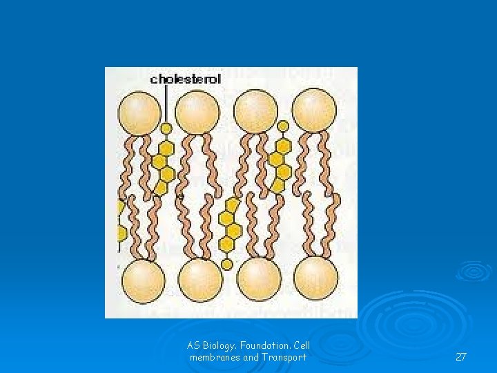 AS Biology. Foundation. Cell membranes and Transport 27 