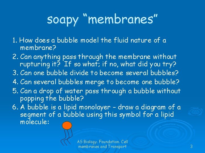 soapy “membranes” 1. How does a bubble model the fluid nature of a membrane?
