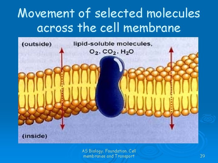 Movement of selected molecules across the cell membrane AS Biology. Foundation. Cell membranes and