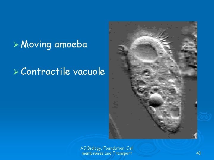 Ø Moving amoeba Ø Contractile vacuole AS Biology. Foundation. Cell membranes and Transport 40