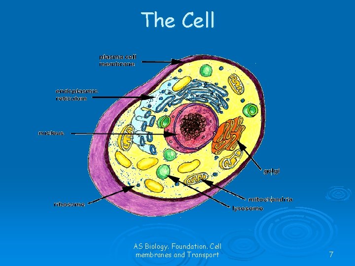 The Cell AS Biology. Foundation. Cell membranes and Transport 7 