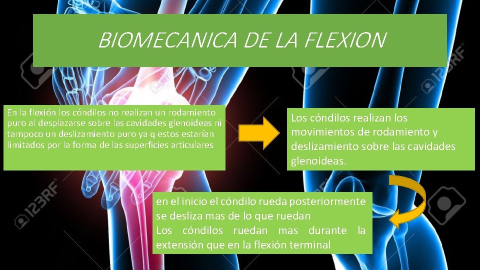 BIOMECANICA DE LA FLEXION En la flexión los cóndilos no realizan un rodamiento puro