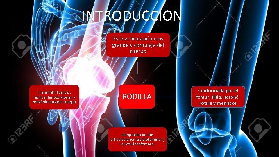 INTRODUCCION Es la articulación mas grande y compleja del cuerpo Transmitir fuerzas, facilitar las