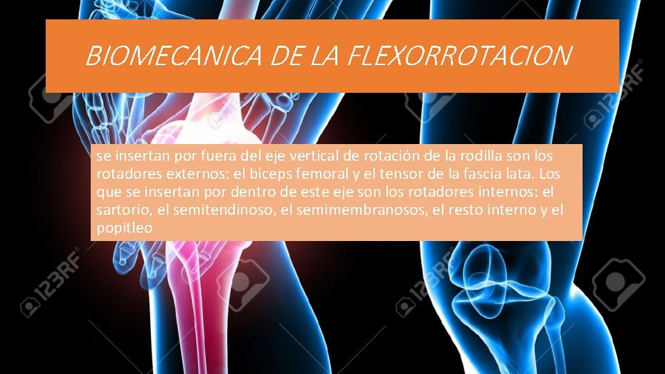 BIOMECANICA DE LA FLEXORROTACION se insertan por fuera del eje vertical de rotación de