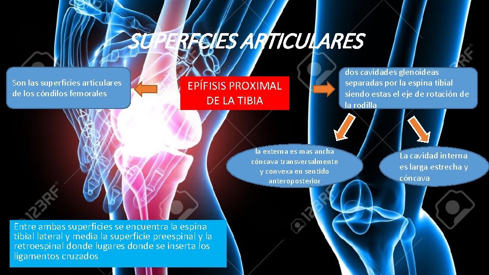 SUPERFCIES ARTICULARES Son las superficies articulares de los cóndilos femorales EPÍFISIS PROXIMAL DE LA