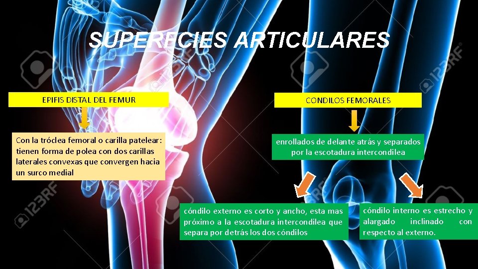 SUPERFCIES ARTICULARES EPIFIS DISTAL DEL FEMUR CONDILOS FEMORALES Con la tróclea femoral o carilla