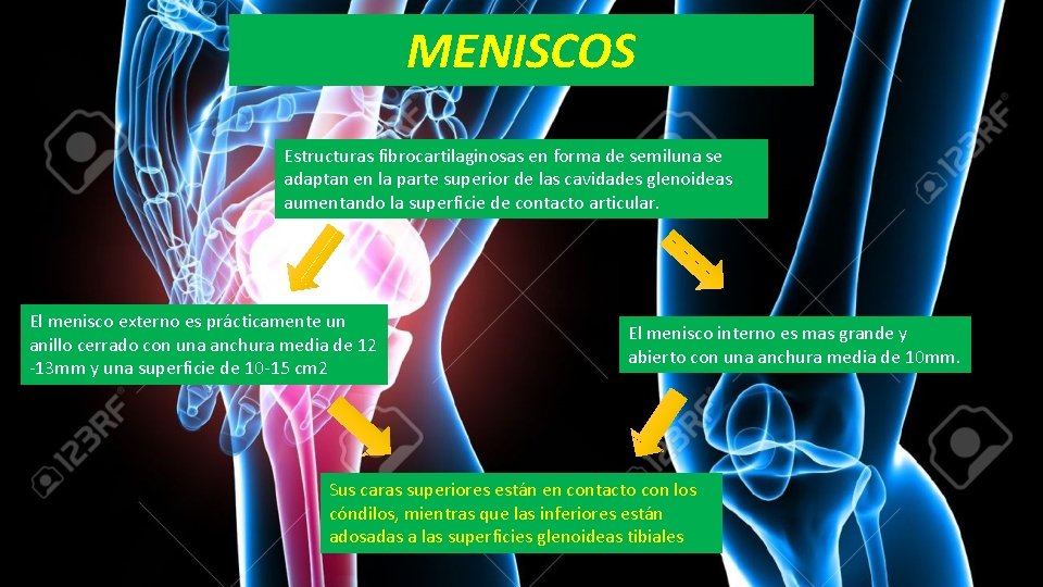 MENISCOS Estructuras fibrocartilaginosas en forma de semiluna se adaptan en la parte superior de