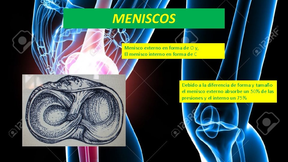 MENISCOS Menisco externo en forma de O y, El menisco interno en forma de
