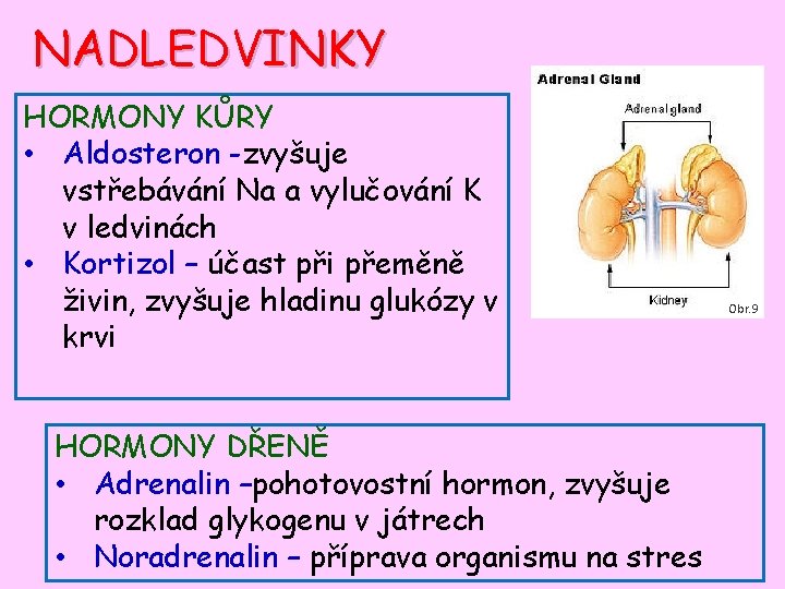 NADLEDVINKY HORMONY KŮRY • Aldosteron -zvyšuje vstřebávání Na a vylučování K v ledvinách •