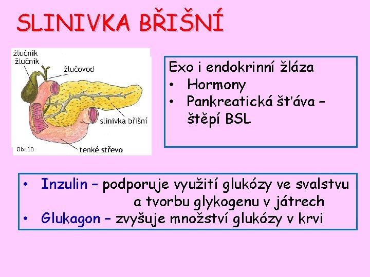 SLINIVKA BŘIŠNÍ Exo i endokrinní žláza • Hormony • Pankreatická šťáva – štěpí BSL