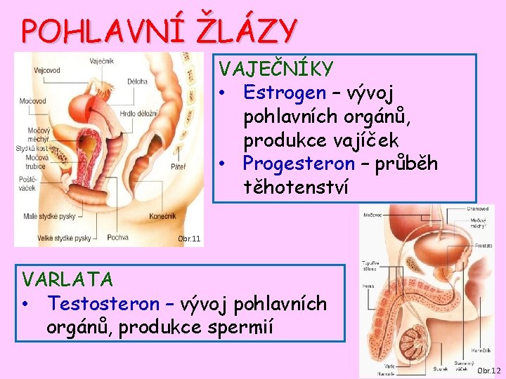 POHLAVNÍ ŽLÁZY VAJEČNÍKY • Estrogen – vývoj pohlavních orgánů, produkce vajíček • Progesteron –