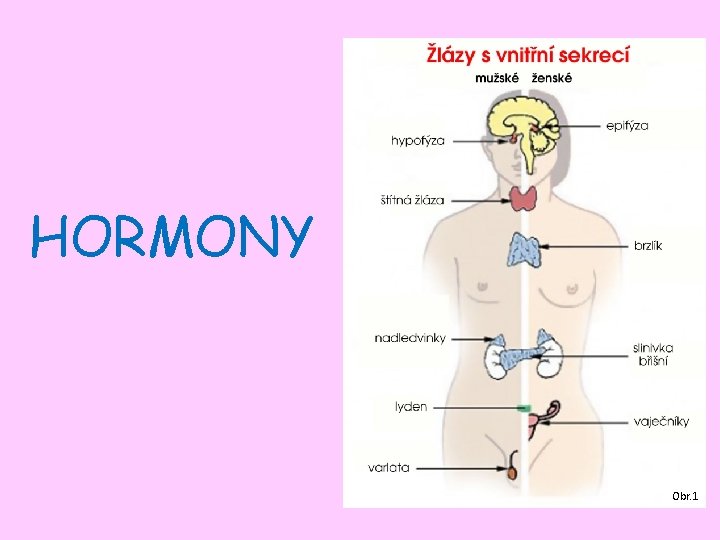 HORMONY Obr. 1 