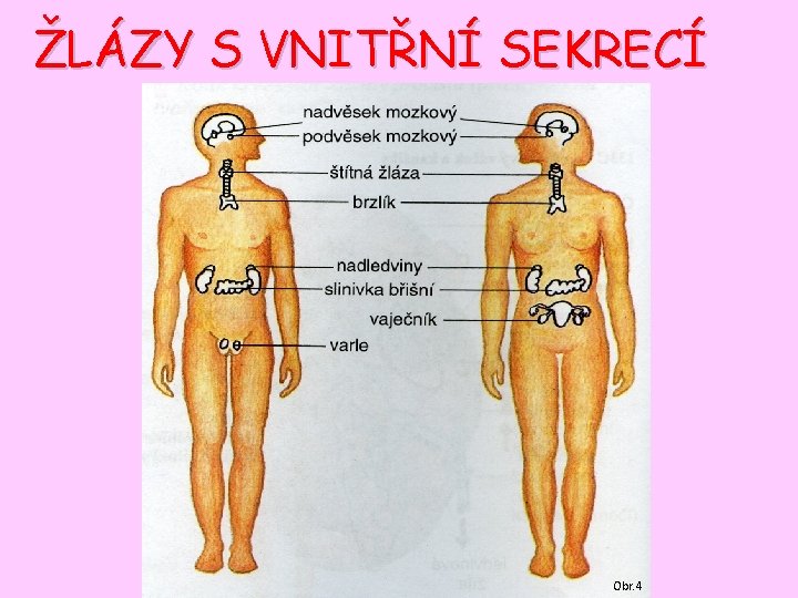 ŽLÁZY S VNITŘNÍ SEKRECÍ Obr. 4 