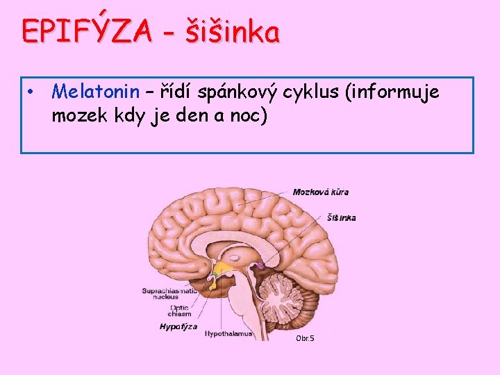 EPIFÝZA - šišinka • Melatonin – řídí spánkový cyklus (informuje mozek kdy je den