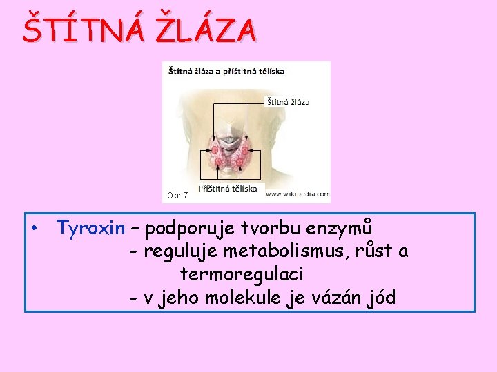 ŠTÍTNÁ ŽLÁZA Obr. 7 • Tyroxin – podporuje tvorbu enzymů - reguluje metabolismus, růst