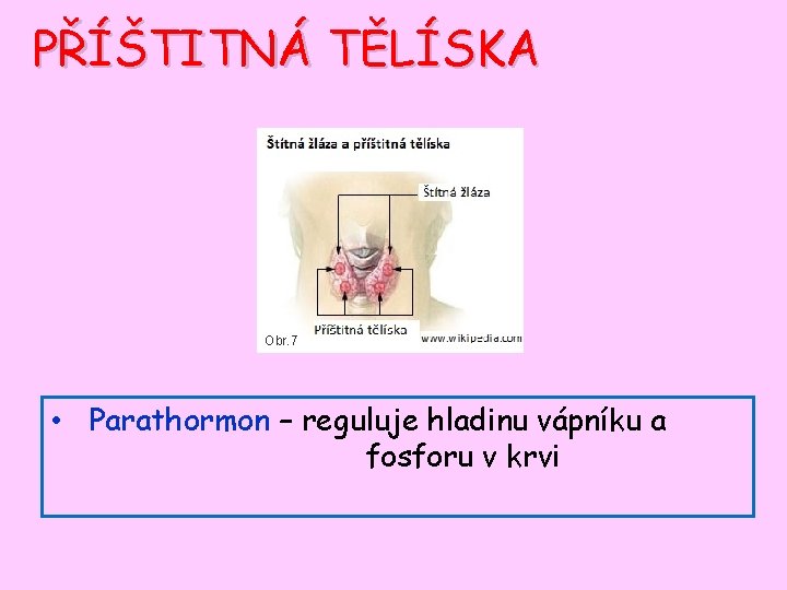 PŘÍŠTITNÁ TĚLÍSKA Obr. 7 • Parathormon – reguluje hladinu vápníku a fosforu v krvi