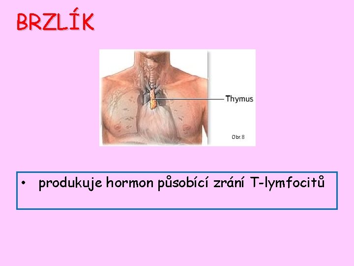 BRZLÍK Obr. 8 • produkuje hormon působící zrání T-lymfocitů 