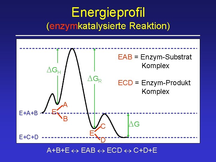 Energieprofil (enzymkatalysierte Reaktion) EAB = Enzym-Substrat Komplex DGH E+A+B E+C+D E DGR ECD =