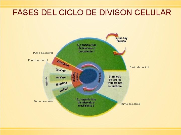 FASES DEL CICLO DE DIVISON CELULAR Punto de control Punto de control 