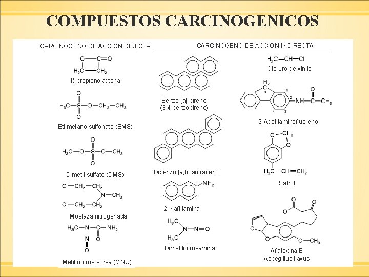 COMPUESTOS CARCINOGENICOS CARCINOGENO DE ACCION DIRECTA CARCINOGENO DE ACCION INDIRECTA Cloruro de vinilo ß-propionolactona