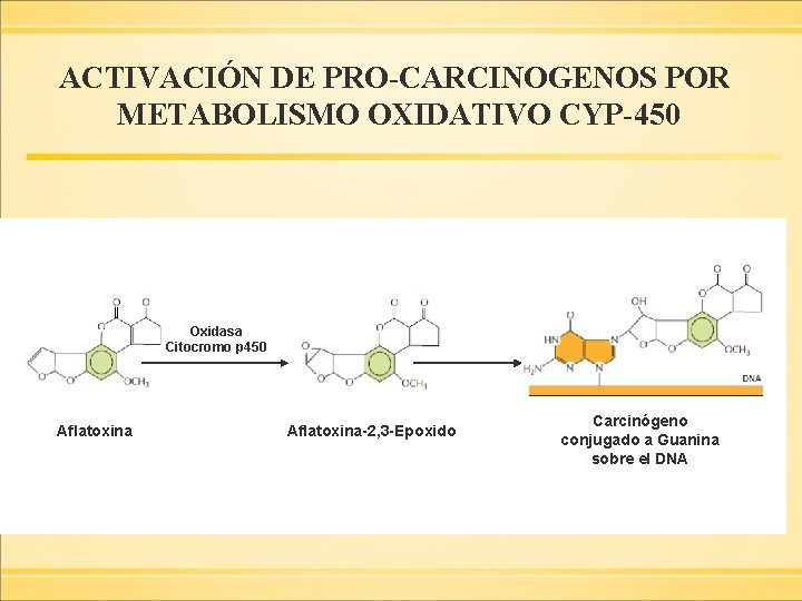 ACTIVACIÓN DE PRO-CARCINOGENOS POR METABOLISMO OXIDATIVO CYP-450 Oxidasa Citocromo p 450 Aflatoxina-2, 3 -Epoxido