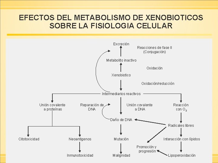 EFECTOS DEL METABOLISMO DE XENOBIOTICOS SOBRE LA FISIOLOGIA CELULAR Excreción Reacciones de fase II