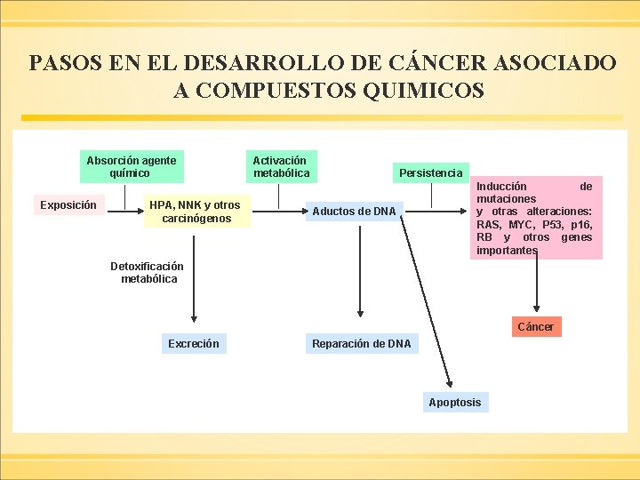 PASOS EN EL DESARROLLO DE CÁNCER ASOCIADO A COMPUESTOS QUIMICOS Absorción agente químico Exposición