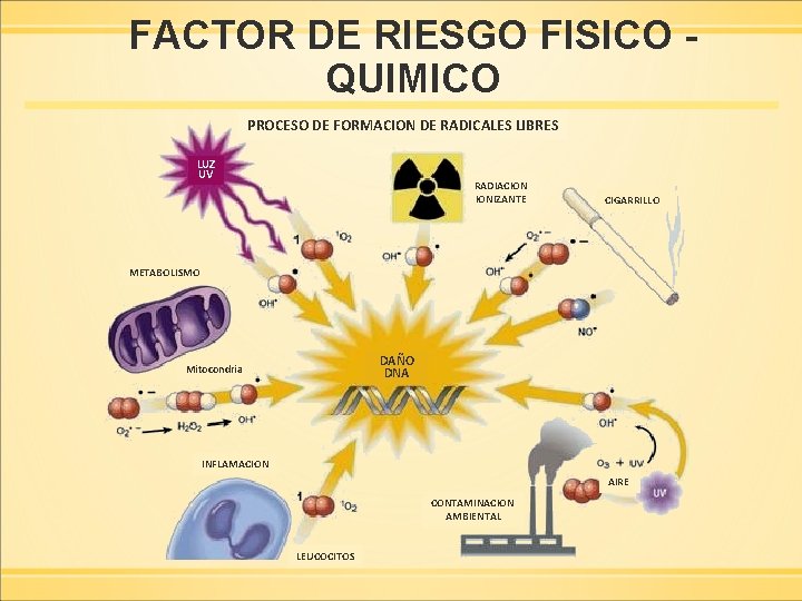 FACTOR DE RIESGO FISICO QUIMICO PROCESO DE FORMACION DE RADICALES LIBRES LUZ UV RADIACION