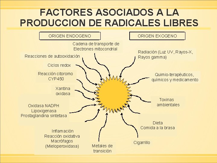 FACTORES ASOCIADOS A LA PRODUCCION DE RADICALES LIBRES ORIGEN ENDOGENO ORIGEN EXOGENO Cadena de