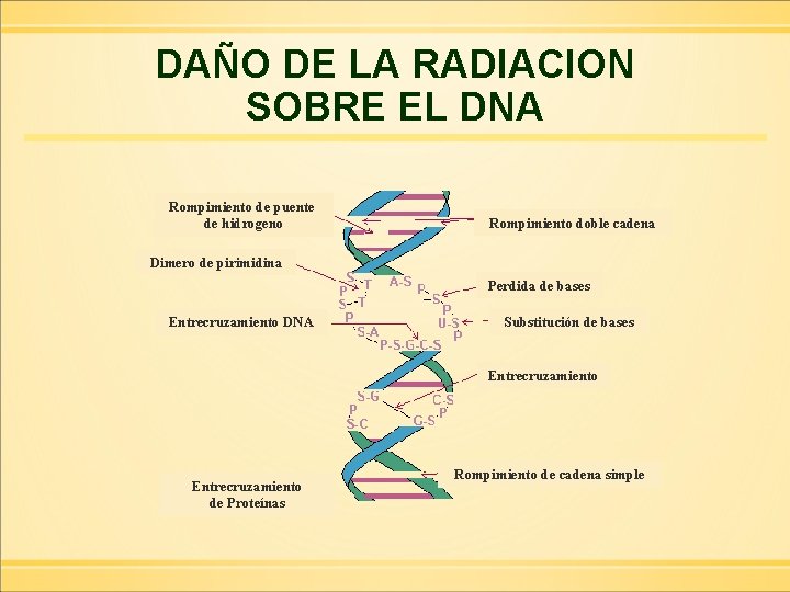 DAÑO DE LA RADIACION SOBRE EL DNA Rompimiento de puente de hidrogeno Rompimiento doble