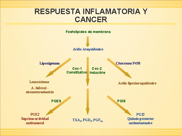RESPUESTA INFLAMATORIA Y CANCER Fosfolípidos de membrana Acido Araquidónico Lipoxigenasa Citocromo P 450 Cox-1