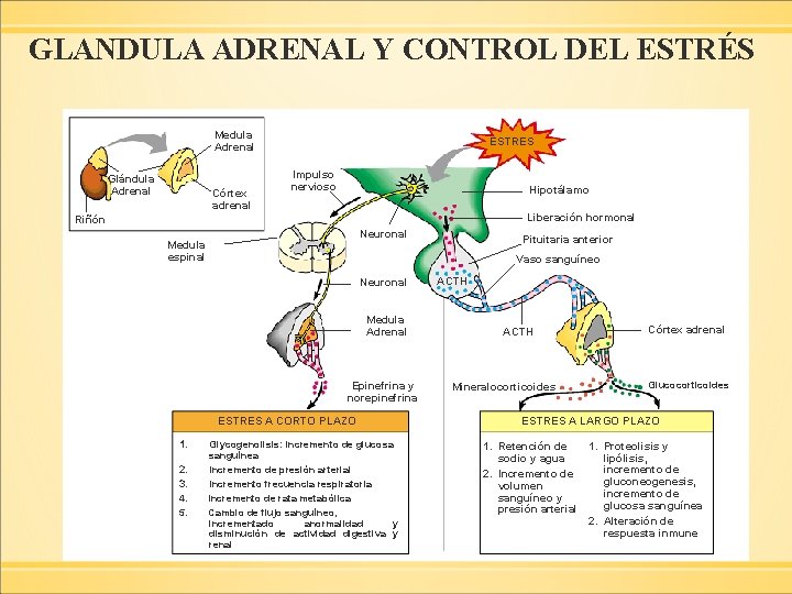 GLANDULA ADRENAL Y CONTROL DEL ESTRÉS Medula Adrenal Glándula Adrenal Córtex adrenal ESTRES Impulso