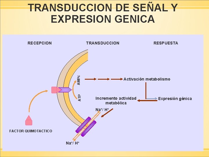 TRANSDUCCION DE SEÑAL Y EXPRESION GENICA TRANSDUCCION ATP AMPc RECEPCION Activación metabolismo Incremento actividad