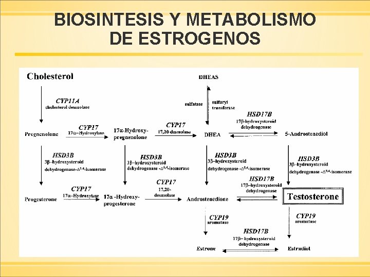 BIOSINTESIS Y METABOLISMO DE ESTROGENOS 