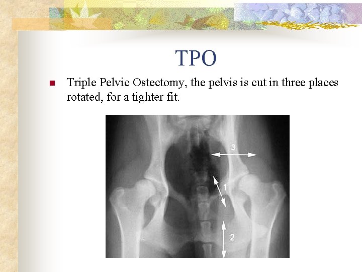 TPO n Triple Pelvic Ostectomy, the pelvis is cut in three places rotated, for