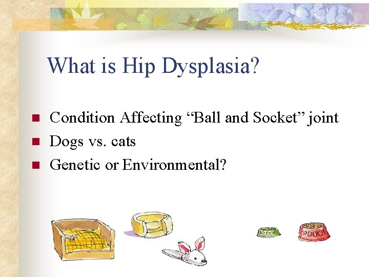 What is Hip Dysplasia? n n n Condition Affecting “Ball and Socket” joint Dogs