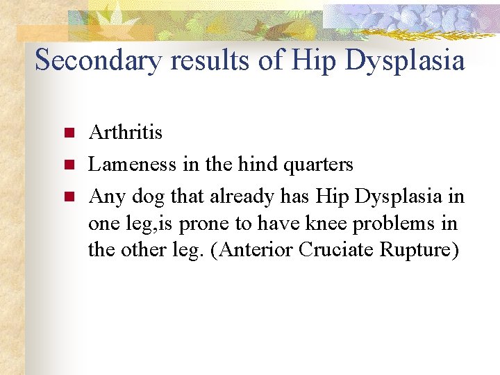 Secondary results of Hip Dysplasia n n n Arthritis Lameness in the hind quarters