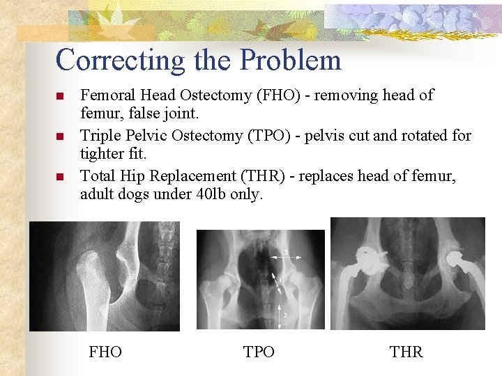 Correcting the Problem n n n Femoral Head Ostectomy (FHO) - removing head of