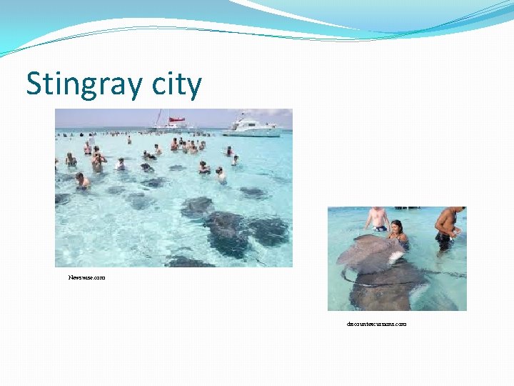 Stingray city Newswise. com discountexcursions. com 