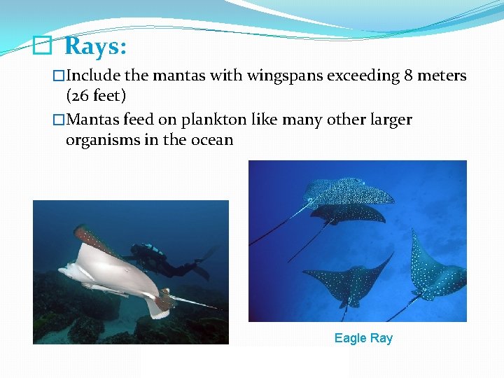 � Rays: �Include the mantas with wingspans exceeding 8 meters (26 feet) �Mantas feed