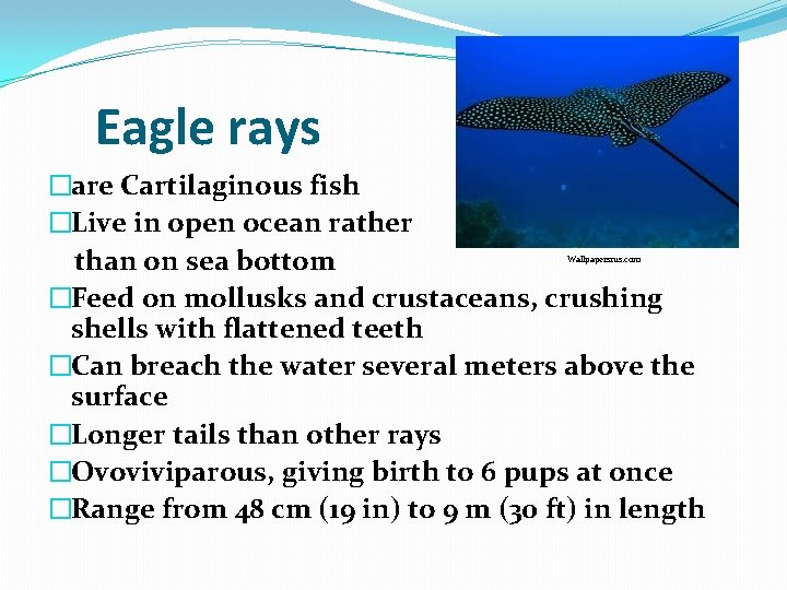 Eagle rays �are Cartilaginous fish �Live in open ocean rather than on sea bottom