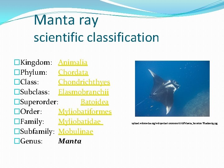 Manta ray scientific classification �Kingdom: Animalia �Phylum: Chordata �Class: Chondrichthyes �Subclass: Elasmobranchii �Superorder: Batoidea