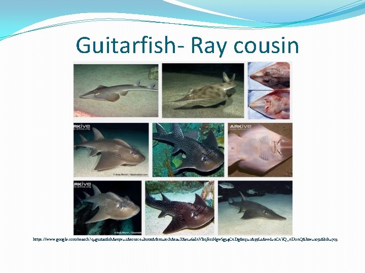 Guitarfish- Ray cousin https: //www. google. com/search? q=guitarfish&espv=2&source=lnms&tbm=isch&sa=X&ei=6 a. IAVIrq. Eor. Hgw. Sg 54