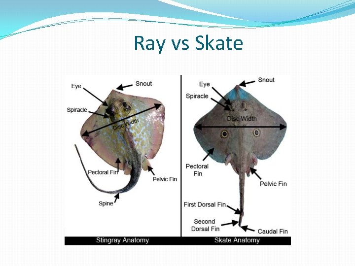 Ray vs Skate 