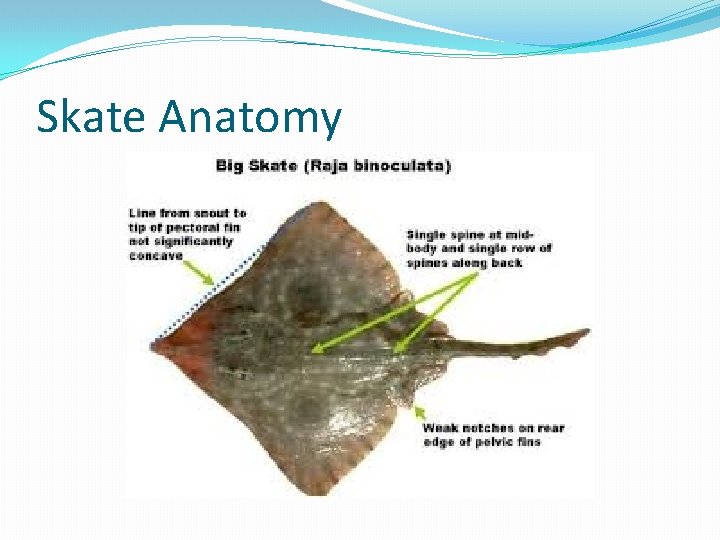 Skate Anatomy 