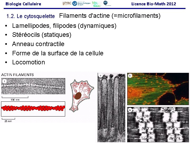 Biologie Cellulaire 1. 2. Le cytosquelette • • • Licence Bio-Math 2012 Filaments d'actine