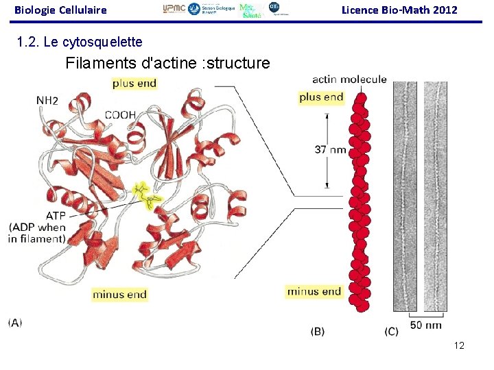 Biologie Cellulaire Licence Bio-Math 2012 1. 2. Le cytosquelette Filaments d'actine : structure 12