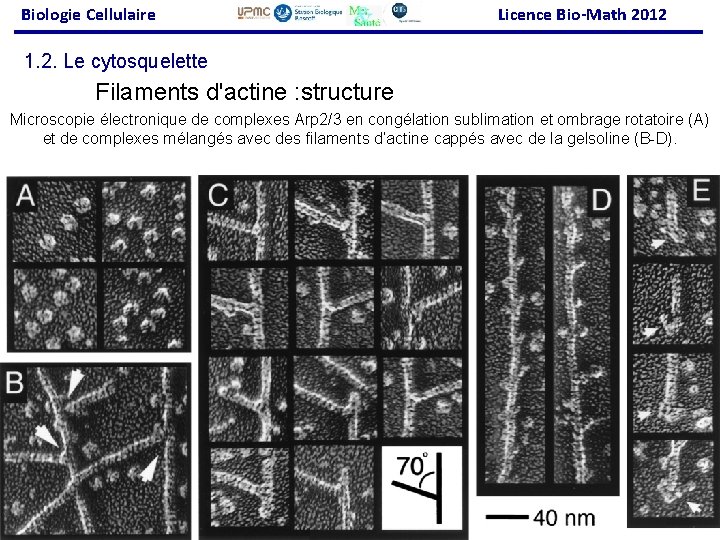 Biologie Cellulaire Licence Bio-Math 2012 1. 2. Le cytosquelette Filaments d'actine : structure Microscopie